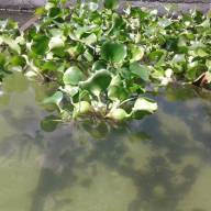 Водяной гиацинт (Eichhоrnia crаssipes) - Купить водяной гиацинт