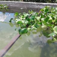 Водяной гиацинт (Eichhоrnia crаssipes) - Заказать Эйхорнию онлайн