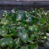 Водяной гиацинт (Eichhоrnia crаssipes) - Заказать онлайн Эйхорнию отличную