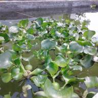 Водяной гиацинт (Eichhоrnia crаssipes) - Купить водный гиацинт