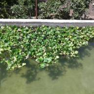 Водяной гиацинт (Eichhоrnia crаssipes) - Заказать красивый водяной гиацинт