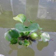 Водяной гиацинт (Eichhоrnia crаssipes) - Купить Эйхорнию 